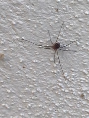Phalangiinae