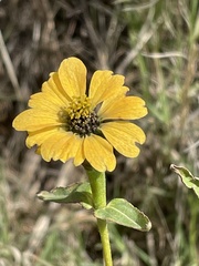 Zinniinae