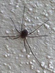 Phalangiinae