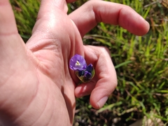 Dipterostemon capitatus