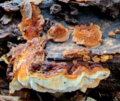 Pycnoporellus