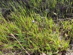 Dipterostemon capitatus