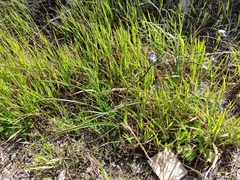 Dipterostemon capitatus