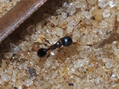 Pheidole metallescens