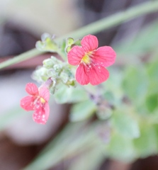 Jamesbrittenia breviflora