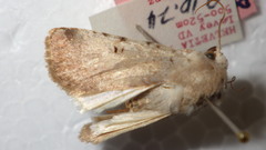 Chersotis margaritacea