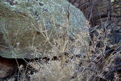 Lomatium parryi