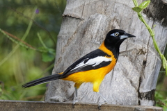 Icterus icterus