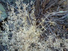 Lomatium parryi