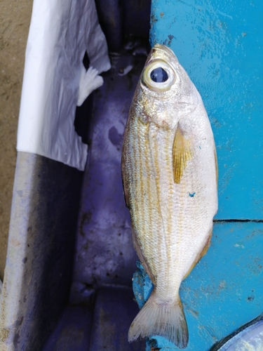 Longfin salema (Xenichthys xanti) — Haemulidae — 3