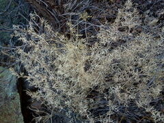 Lomatium parryi