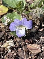 Viola missouriensis