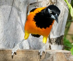 Icterus icterus