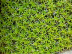 Syntrichia ruralis