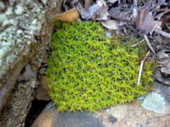 Syntrichia ruralis