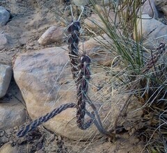 Cylindropuntia acanthocarpa acanthocarpa