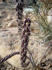 Cylindropuntia acanthocarpa acanthocarpa