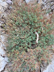 Euphorbia spinosa