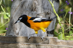 Icterus icterus