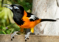 Icterus icterus