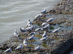 Chroicocephalus ridibundus