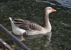 Anser anser domesticus