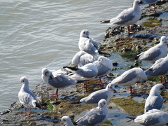 Chroicocephalus ridibundus