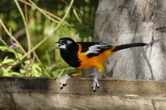 Icterus icterus