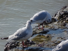 Chroicocephalus ridibundus