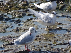 Chroicocephalus ridibundus