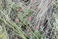 Jamesbrittenia breviflora