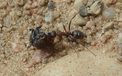 Formica cunicularia