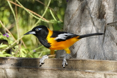 Icterus icterus