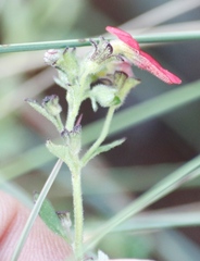 Jamesbrittenia breviflora