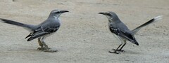 Mimus gilvus rostratus
