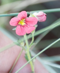 Jamesbrittenia breviflora