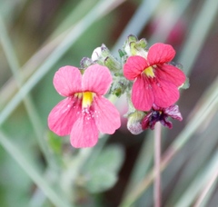 Jamesbrittenia breviflora