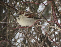 Passer domesticus
