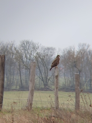 Buteo buteo buteo