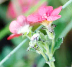 Jamesbrittenia breviflora