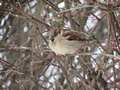 Passer domesticus