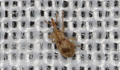 Apioninae
