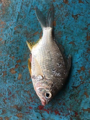 Diapterus peruvianus