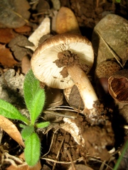 Inocybe pyriodora