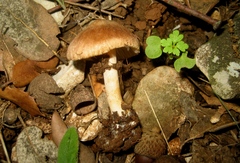 Inocybe pyriodora