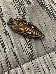 Chalcophora georgiana