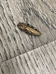 Chalcophora georgiana