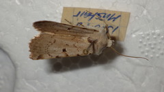 Chersotis margaritacea