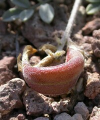 Astragalus amphioxys musimonum