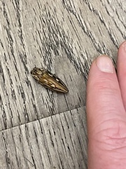 Chalcophora georgiana